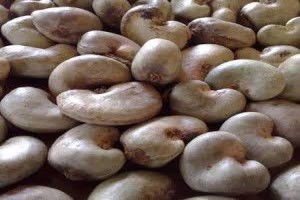 Cashew Nuts from Nigeria